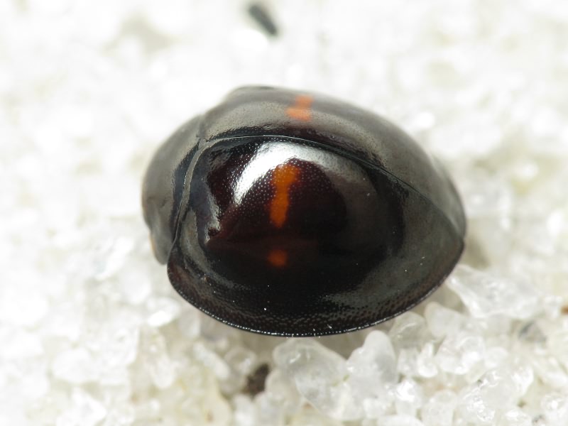 Chilocorus bipustulatus (Linnaeus, 1758)